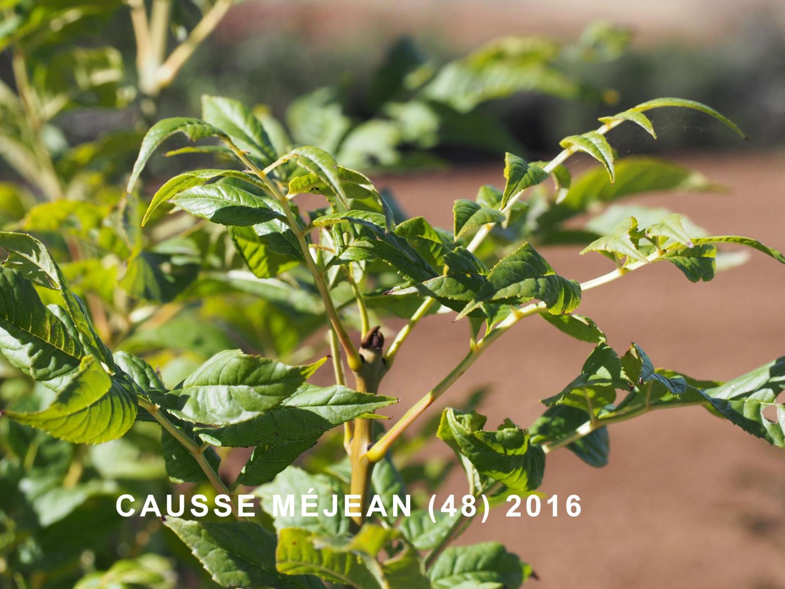 Ash, Narrow-leaved